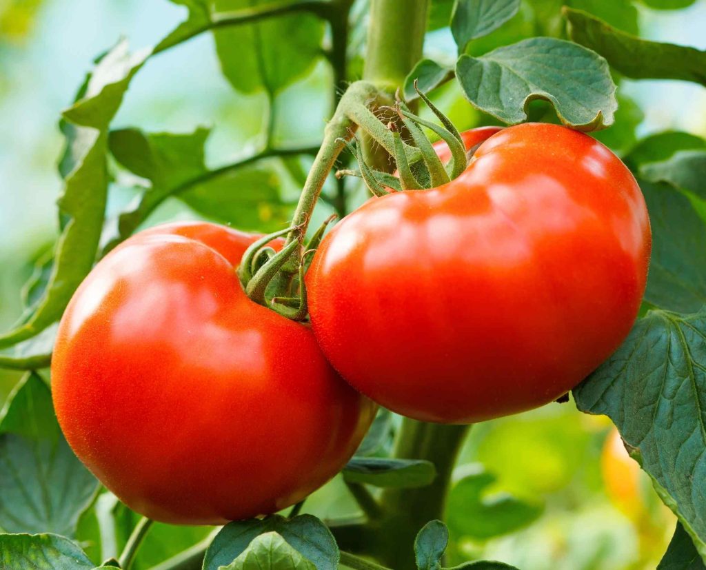 NACILLUS® HORTALIZAS (WP)