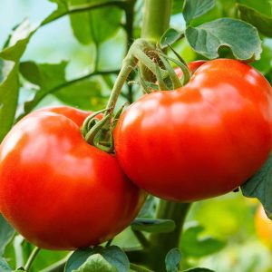 NACILLUS® HORTALIZAS (WP)