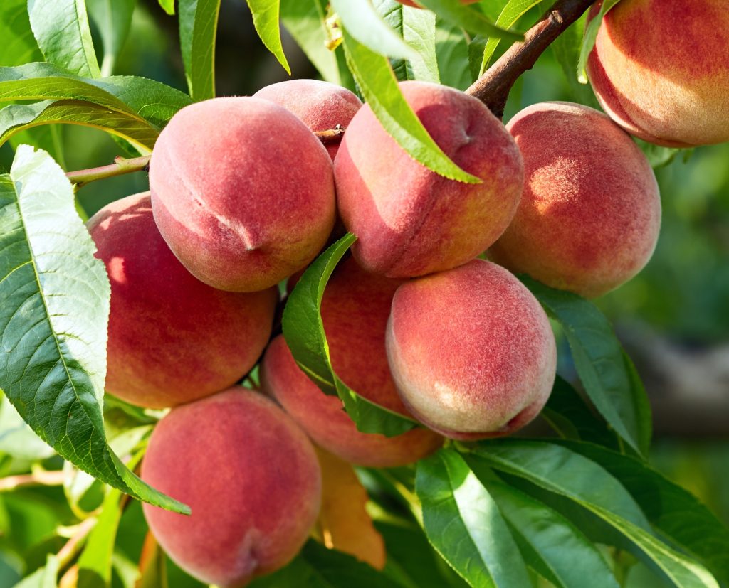 NUTRINATIVA® Nitrógeno + Potasio