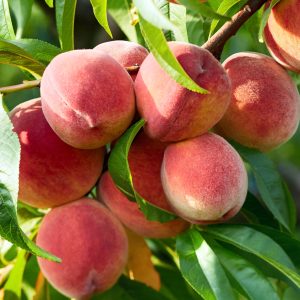 NUTRINATIVA® Nitrógeno + Potasio