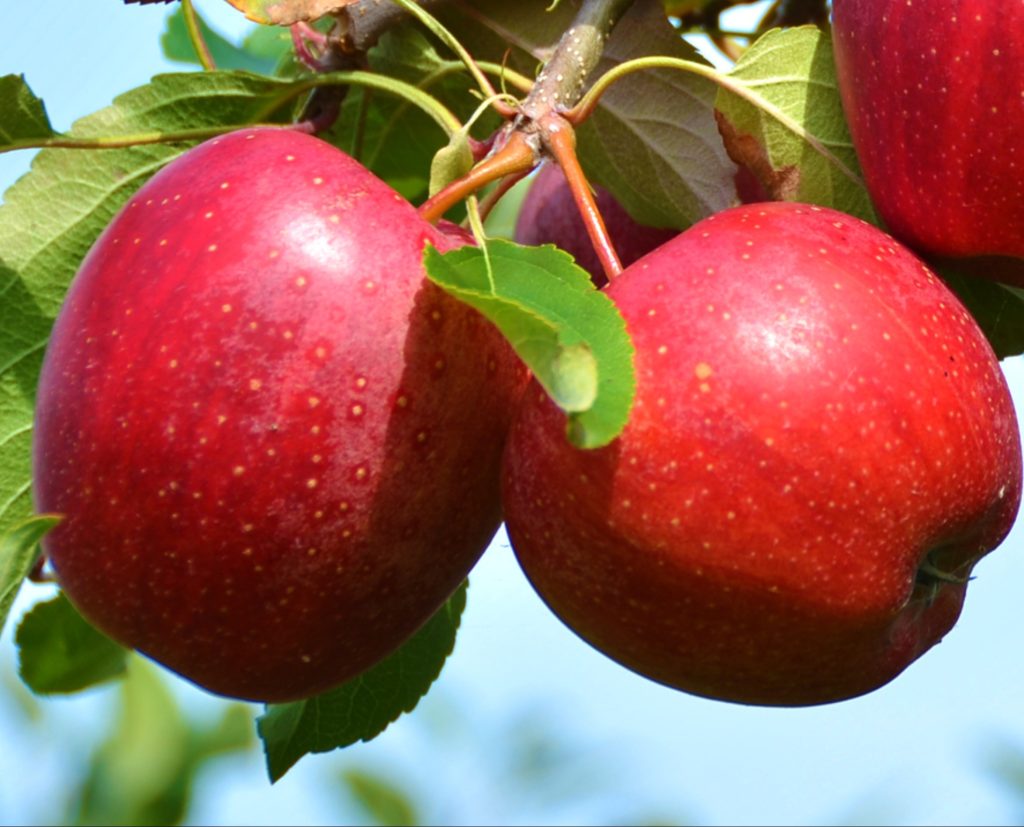 NUTRINATIVA® Potasio