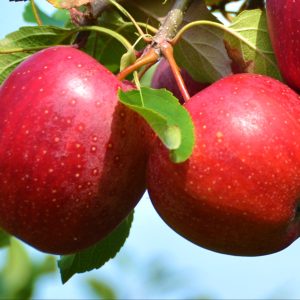 NUTRINATIVA® Potasio